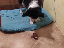 Tennis-Ball Cricket Pet-Supplies Dog-Toy Giant Inflatable Interactive-Toys Outdoor 