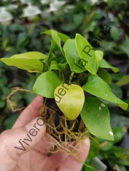 

Plant for aquarium. GLOSOSSOSTIGMA ELATINOIDES