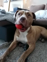 HOOPET Perro Pelota de Goma Juguete Mordedura-resistente Perros Pitbull Cachorro de Peluche Alimentos Para Mascotas