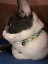 Cat-Collar Nameplate Kitten Yorshire Chihuahua Personalized Engraving Bell Adjustable