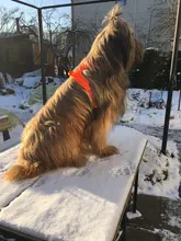 Truelove Pet Dog Harness Large Small For Pitbull Reflective Safety Harness For Dogs