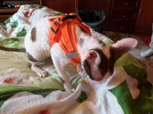 Reflectante cachorro gato arnés chaleco caminar perro ajustable Collar de gatito de malla de poliéster arnés para pequeño mediano perros