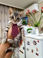 [MPK Store] Cat Toy Cat Costume Clip Tie for Cats and Dogs, Cat Collar