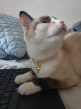 Collar de gatito con cascabel para gatos, Collar ajustable de separación para gatos, suministros para mascotas, Collier para Chat para gatitos