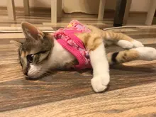 Cat Coats Jacket Dog-Costumes-Clothes Pet-Supplies Small Dogs Fleece Cartoon Autumn/winter