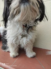 Anti-perdido personalizado Pet ID Tag perro Collar de identificación de mascotas nombre de gato para gato Collar de cachorro etiqueta colgante accesorios Collar mascotas