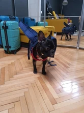 Pet-Backpack-Carrier Puppy-Mochila Dog-Bag Bulldog Dogs Carrying Animals Travel Small