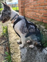 Harness Pet-Agility-Products Pet-Training Reflective Dog-Weight Walking for Padded-Nylon