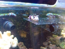 Tanque de peces de acuario Coral Rack soporte imán acrílico de succión fuerte fragmento de Coral Rack acuario planta pescado Accesorios para tanque