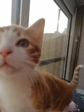 Cat Toys Interactive Ball Catnip Cat Training Toy Pet Playing Ball Pet Squeaky Supplies