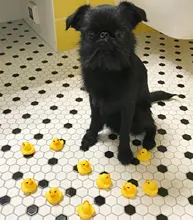 10 unids/lote lindo bebé niños juguete de goma patos de baño Baño habitación diversión con agua juego recién nacido niños niñas juguetes para los niños