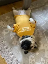 Letras de moda impreso Bulldog francés Camisa de algodón elástico ropa de perro mascota para Yorkshire Chihuahua verano bombero esposa camiseta bombero novia fuego emblema bombero Don bombero Cruz de traje