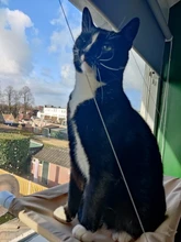 Pet Hammock Bearing Beds-Supplies Seat Hanging-Beds Detachable Pet-Shelf Window-Mount