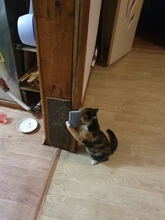 Massage-Comb Brush Self-Grooming-Brush Corner Cat Dogs/cats 