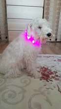 PanDaDa-Collar Led luminoso para perro, con Usb, para noche, recargable, intermitente de seguridad, brillante