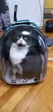 Mochila transparente para transporte de mascotas de gatos y perros, mochila para gatos, mochila para viajes al aire libre, bolsa para mascotas, transpirable, portátil, envío gratuito