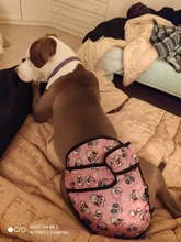 Female Dog Briefs Panties Shorts Underwear Physiological-Pants Dog-Diaper Sanitary Washable