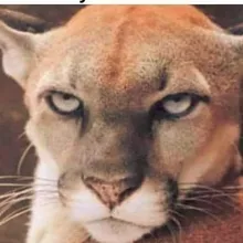 O***m