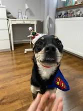 Costume Pet-Hat Pet-Cosplay-Clothes Christmas Cat Cute Dog Party-Decoration Glitter Elastic