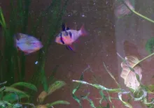 Luz de acuario LED resistente al agua, lámpara sumergible para plantas acuáticas, decoración acuática con Clip