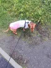 Dog Winter Sweater Pet-Dog Puppy-Cat Knitted Chihuahua for Small Clothing Ropa-Perro