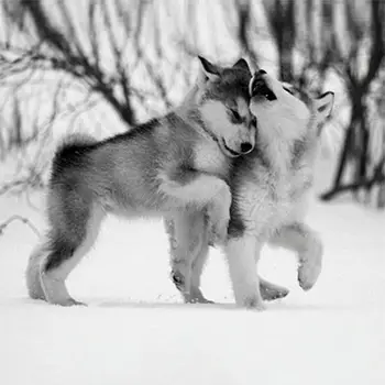 

9134sh pillowcase 'матренин posad' 'for a walk ', 39*39 cm