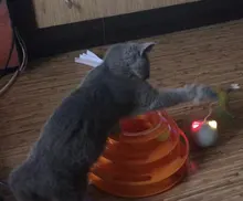 Toy Cat-Toy Ball-Rolling Productos Interactive Electric Colorful Automatic Para Led Ear