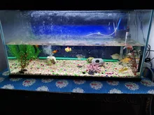 Led-Lamp Dimmer Fish-Tank-Light Aquarium Sunrise Sunset Marine Automatic Full-Spectrum