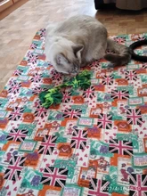 Cama grande para perro, colchoneta de espuma viscoelástica, transpirable, colchón ortopédico de fondo Oxford, para mascota mediana grande pequeña