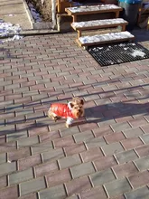 Coat Pet-Dog-Jacket Winter Puppy Hood-Size Warm with 8-18 5-Colors Thickening