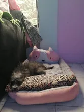 Dog-Beds Sofa Dogs-House Small Large Cute Kennel Dogs-Accessories Anti-Stress Animal-Shape