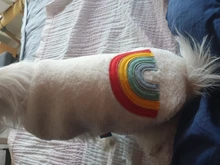 Costume Puppy-Clothes Love-Rainbow-Vest PETCIRCLE Pet-Cat Dog Winter New Fit And Four-Color