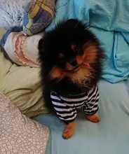 De rayas de verano perro camiseta chaleco ropa para mascotas para pequeños perros Yorkshire Terrier Shih Tzu camisas cachorro gato ropa de chaleco para perro