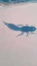 Minnow Swimbait Jigging Worm Larva Soft Lures BEARKING Fishing Artificial Bass-Pike 50mm