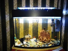 Bright-Clip-Lamp Led-Light Aquarium Plants Fish-Tank Blue Waterproof Super-Slim 220v