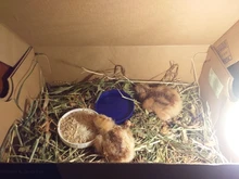 La más nueva máquina incubadora incubadora de incubadora de granja 4-35 incubadoras de huevos precio barato incubadora automática de huevos de pollo incubadora de codornices de aves