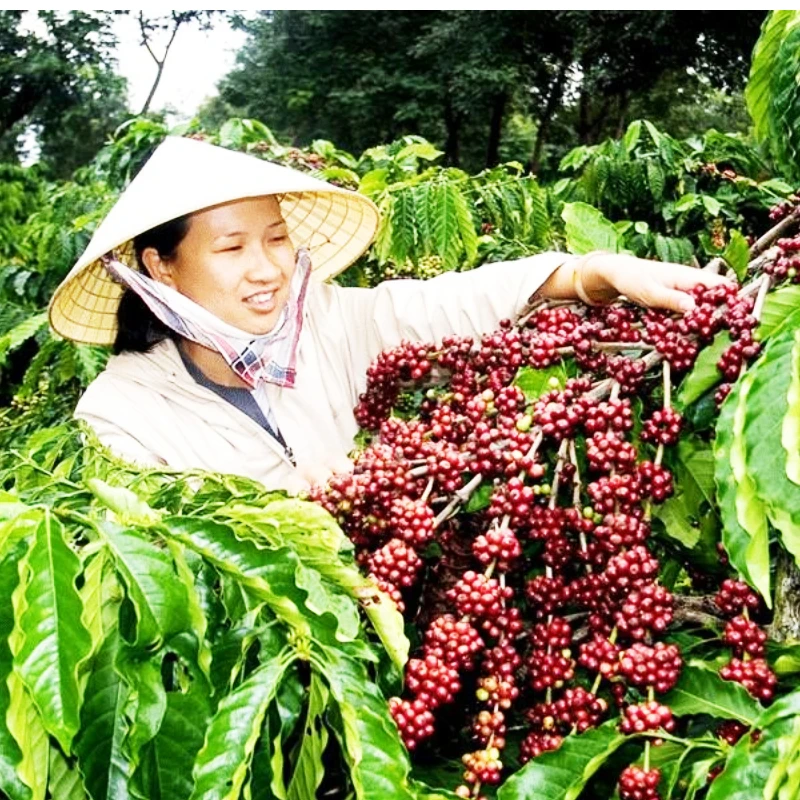 Рисунок 5 - Arabica Black V.I.P. VNC - кофе среднего помола