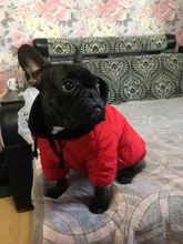 Jacket French Bulldog Dog Winter SUPREPET Coat Pet-Dog Dogs Large Cotton for Warm Perro