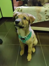 Arnés de Bulldog Francés transpirable para perros pequeños y medianos, chaleco para gatos, entrenamiento para caminar