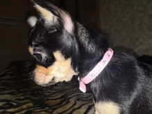 Necklaces-Accessories Collar Puppy-Products Chat Kitten Kota Small Traumdeutung for Pet-Dog