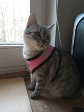 Mesh-Vest Harness Leash Walking-Lead Cat Small Dog Kitten Adjustable Puppy Nylon Mewoofun