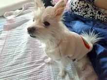 Costume Puppy-Clothes Love-Rainbow-Vest PETCIRCLE Pet-Cat Dog Winter New Fit And Four-Color