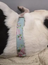 Collar de nailon para perro, personalizado con placa de etiqueta de identificación grabada para mascota, reflectante, perros pequeños, medianos y grandes