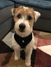 Harness Collar Puppy Walk-Vest Pet-Dog Truelove Small Pets Nylon Breathable Mesh Cat