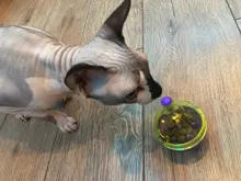 Bowl Feeder Food-Ball Tumbler Pets-Supplies Leakage Feeding-Toys Training Cat Exercise