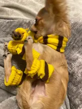 Pet-Puppy-Accessories Socks Hats Cat-Products Dogs-Knitted Small Chihuahua Little Winter