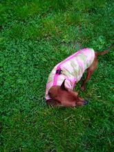 Ropa de invierno para mascotas, atuendo con chaleco cálido para perros pequeños, abrigo para perro, Chihuahua acolchado, a prueba de viento, 20