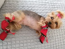 Dog-Shoes Socks Dogs Chihuahua Yorkie Snow Anti-Slip Small Winter Warm for Cats Thick