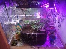 Phyto Lamp Light-Bulb Uk-Plug Grow-Tent Plant Full-Spectrum-Lamp Greenhouses Indoor 2000w Led