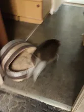 False-Mouse Simulation-Mice Noise-Playing-Toys Rabbit-Fur Kitten For Cats Pet-Supplies